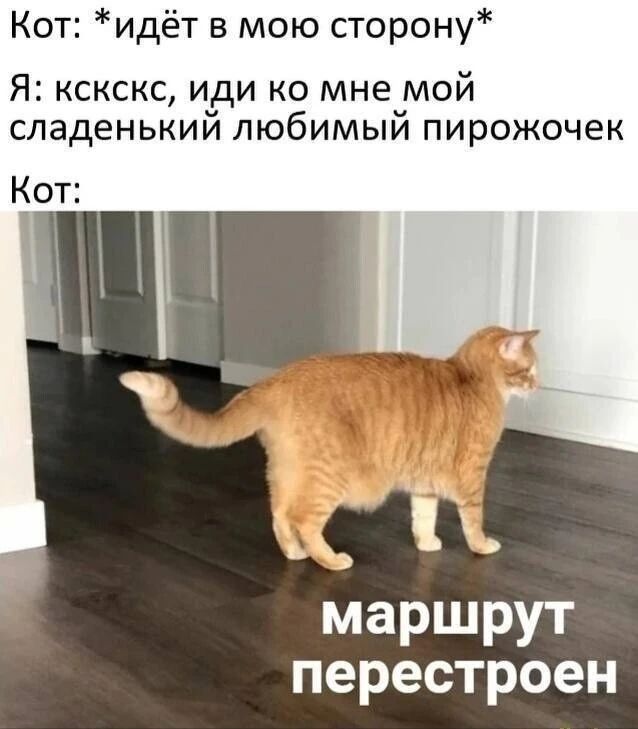 Кот: *идёт в мою сторону*
Я: кскск, иди ко мне мой сладёненький любимый пирожочек
Кот:
маршрут перестроен
