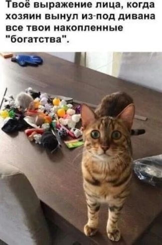 Твоё выражение лица, когда хозяин вынул из-под дивана все твои накопленные 