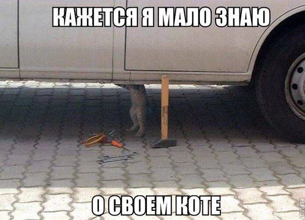 Кажется, я мало знаю о своём коте