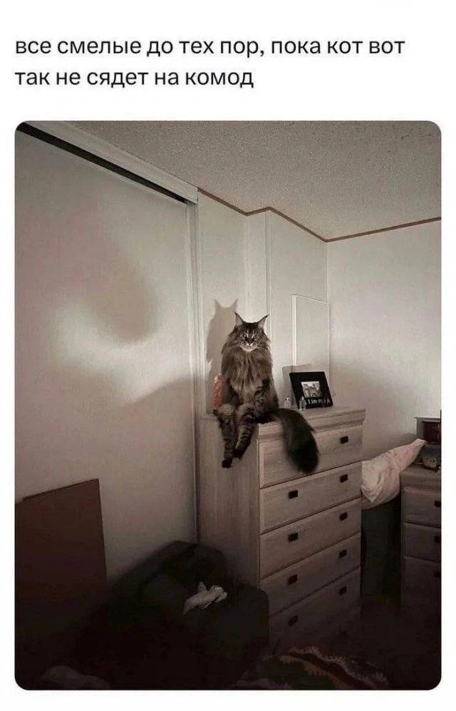 все смелые до тех пор, пока кот вот так не садет на комод