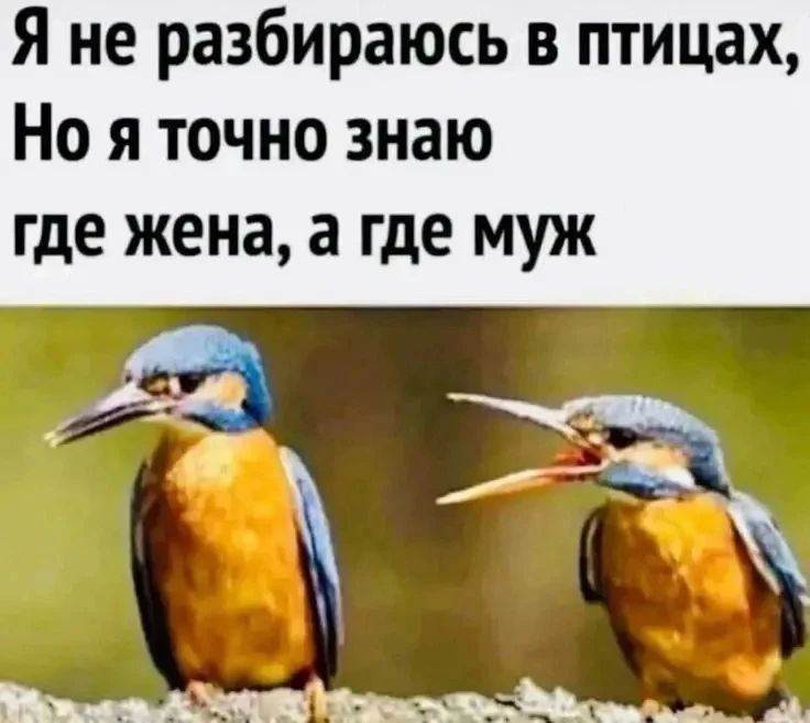 Я не разбираюсь в птицах, Но я точно знаю где жена, а где муж