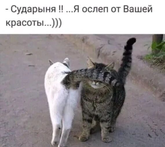 - Сударыня!! ...Я ослеп от Вашей красоты...)))