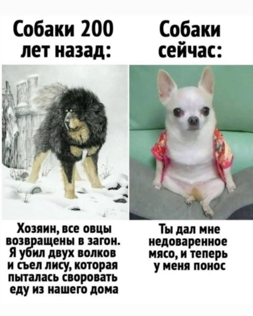 Собаки 200 лет назад: Хозяин, все овцы возвращены в загон. Я убил двух волков и съёл лису, которая пыталась соворвать еду из нашего дома. Собаки сейчас: Ты дал мне недоваренное мясо, и теперь у меня понос