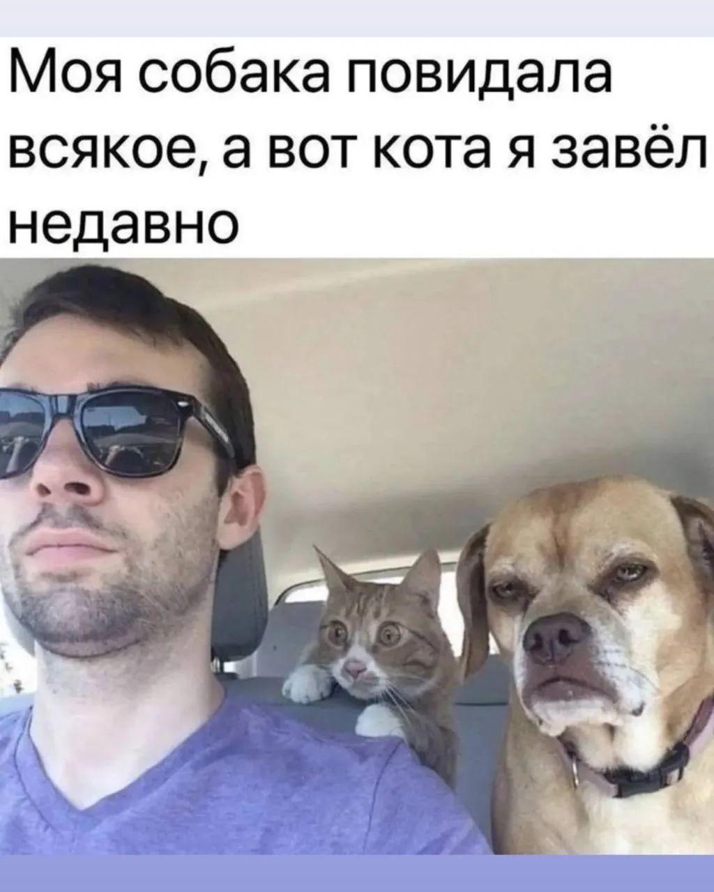 Моя собака повидала всякое, а вот кота я завёл недавно