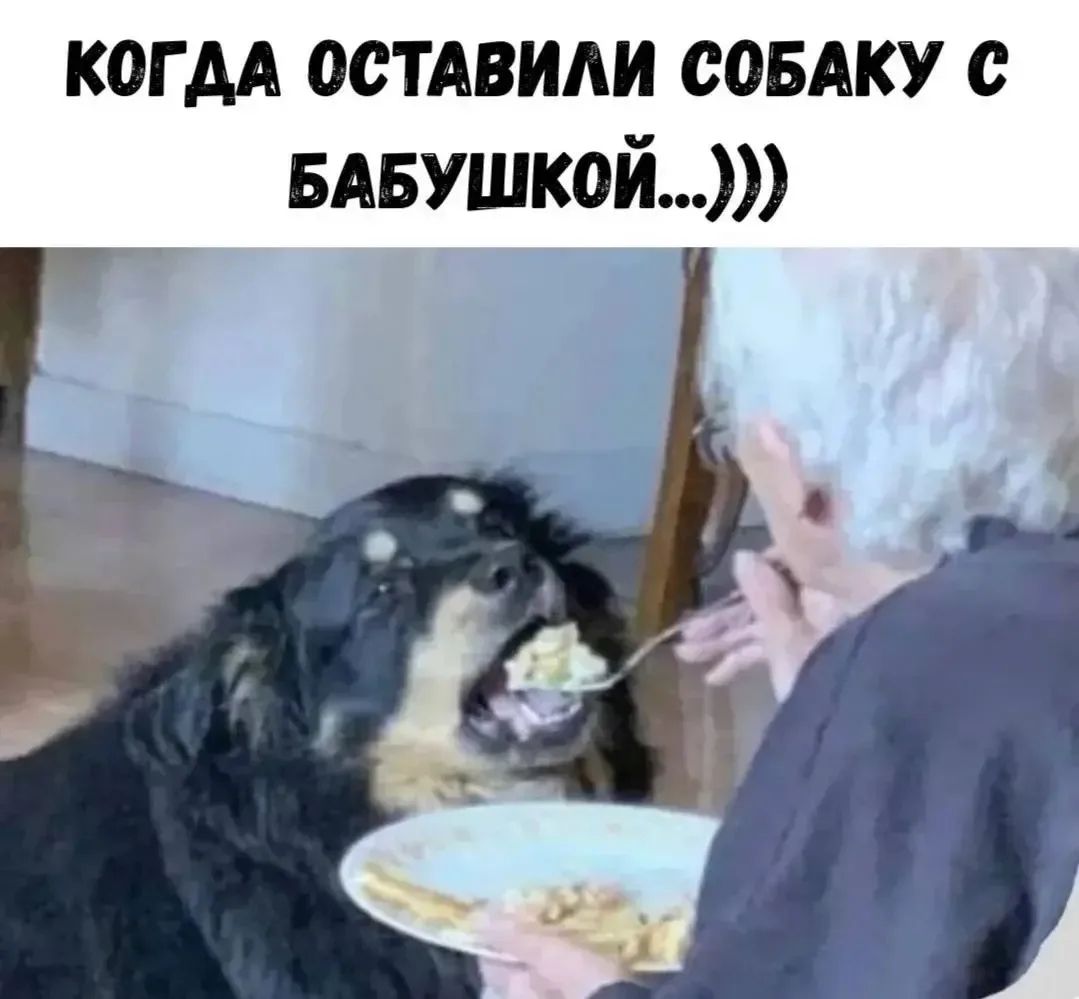 КОГДА ОСТАВИЛИ СОБАКУ С БАБУШКОЙ...)))