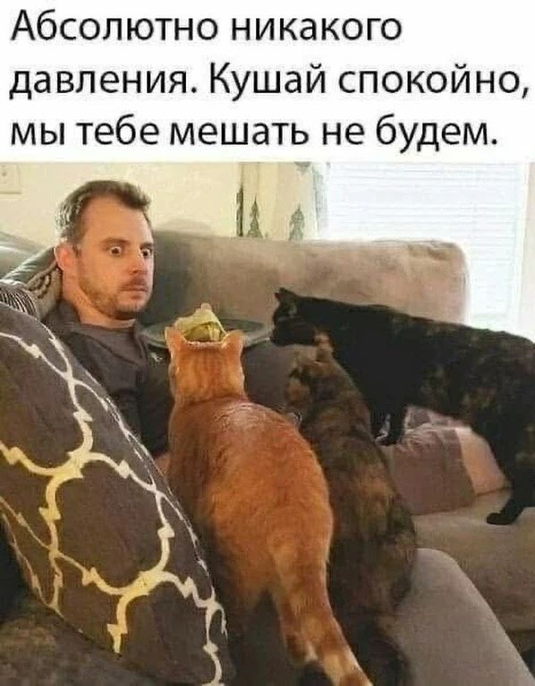 Абсолютно никакого давления. Кушай спокойно, мы тебе мешать не будем.