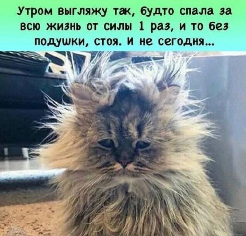 Утром выгляжу так, будто спала за всю жизнь от силы 1 раз, и то без подушки, стоя. и не сегодня...