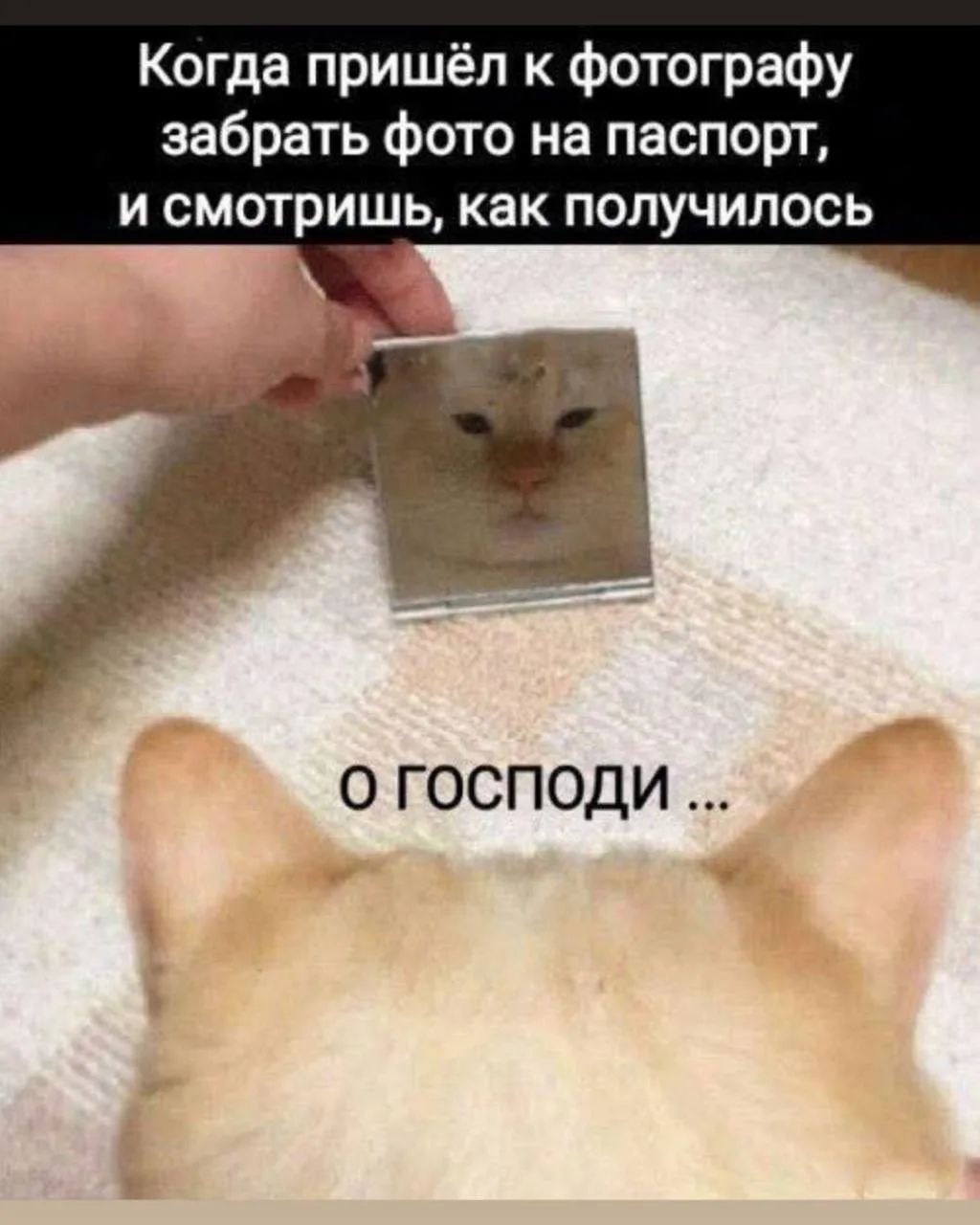 Когда пришёл к фотографу забрать фото на паспорт, и смотришь, как получилось\nо господи ...