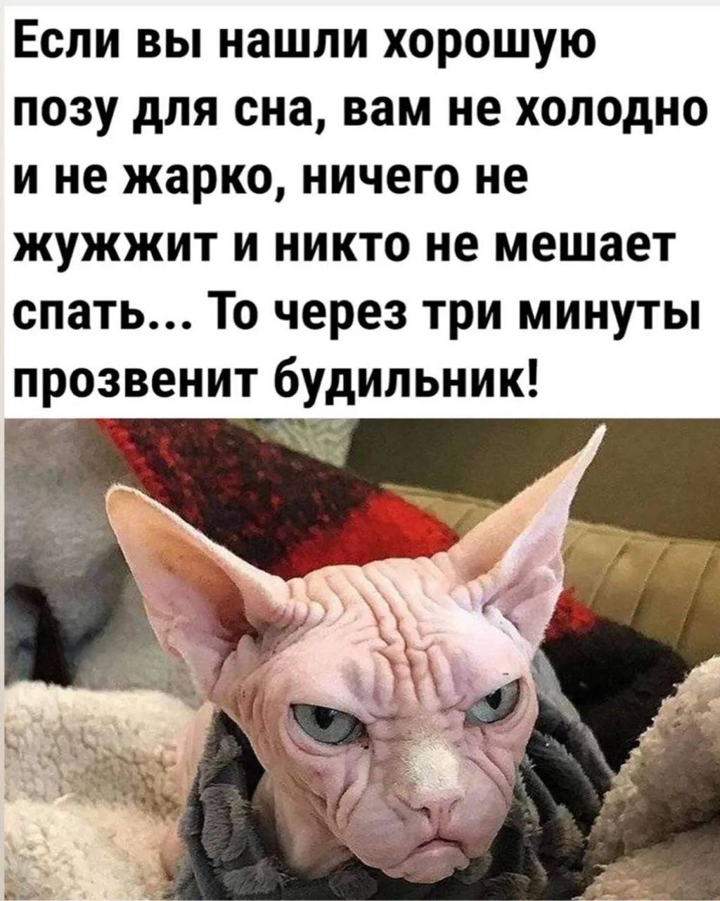 Если вы нашли хорошую позу для сна, вам не холодно и не жарко, ничего не жужжит и никто не мешает спать... То через три минуты прозвенит будильник!