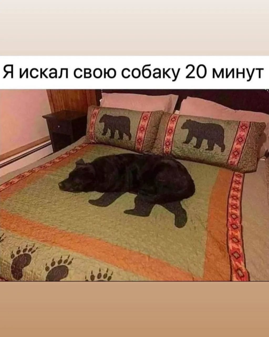 Я искал свою собаку 20 минут