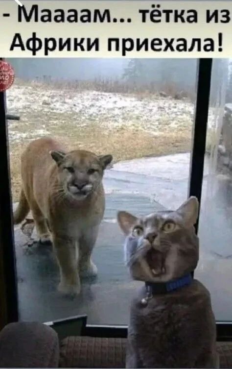 Маааам... тётка из Африки приехала!