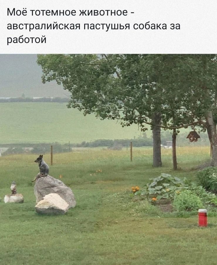 Моё тотемное животное - австралийская пастушья собака за работой