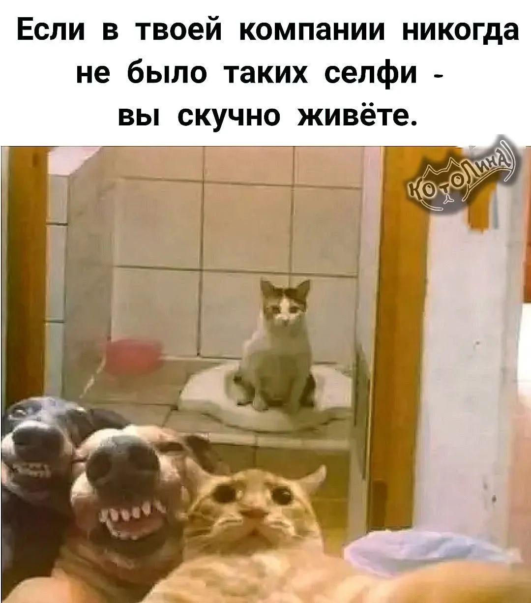 Если в твоей компании никогда не было таких селфи - вы скучно живёте. Котолина