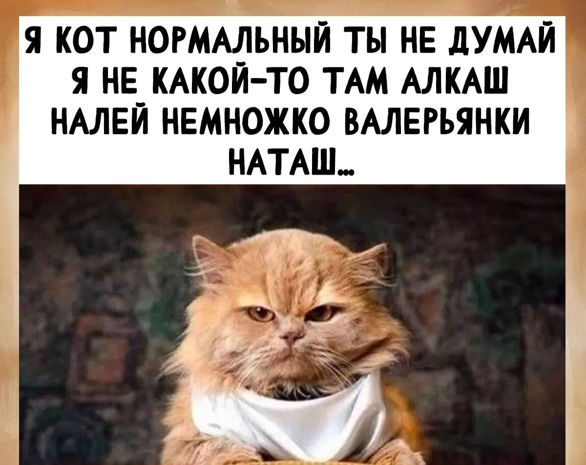 Я КОТ НОРМАЛЬНЫЙ ТЫ НЕ ДУМАЙ Я НЕ КАКОЙ-ТО ТАМ АЛКАШ НАЛЕЙ НЕМНОЖКО ВАЛЕРЬЯНКИ НАТАШ...