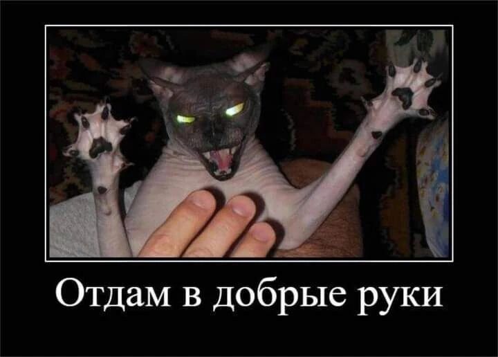 Отдам в добрые руки