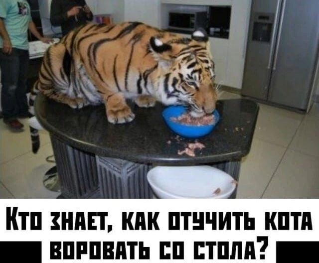 КТО ЗНАЕТ, КАК ОТУЧИТЬ КОТА ВОРОВАТЬ СО СТОЛА?