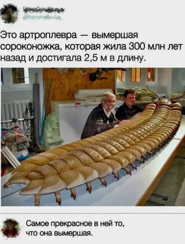 Это артроплевра — вымершая сороконожка, которая жила 300 млн лет назад и достигала 2,5 м в длину. Самое прекрасное в ней то, что она вымершая.