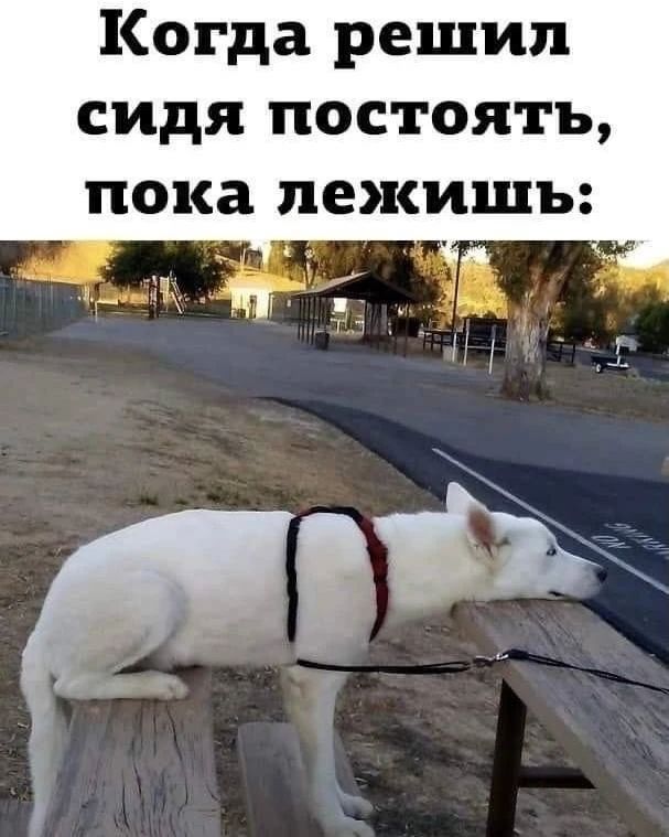 Когда решил сидя постоять, пока лежишь: