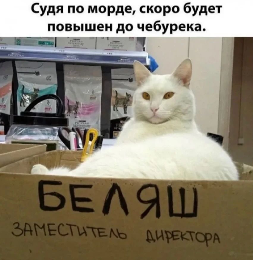 Судя по морде, скоро будет повышен до чебурека. БЕЛЯШ ЗАМЕСТИТЕЛЬ ДИРЕКТОРА