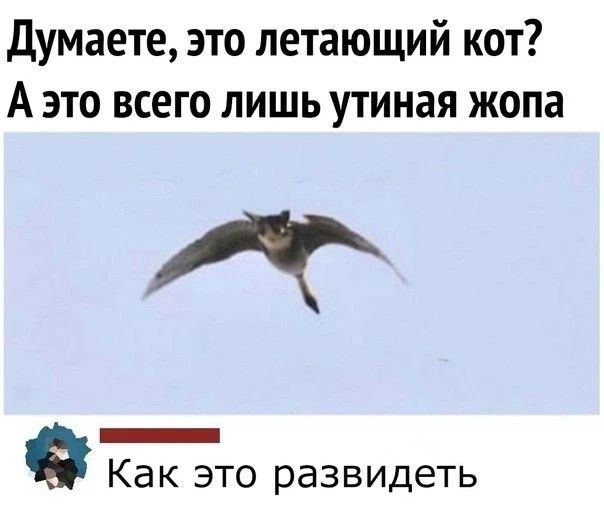Думаете, это летающий кот? А это всего лишь утиная жопа. Как это развидеть