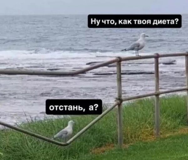 Ну что, как твоя диета? отстань, а?