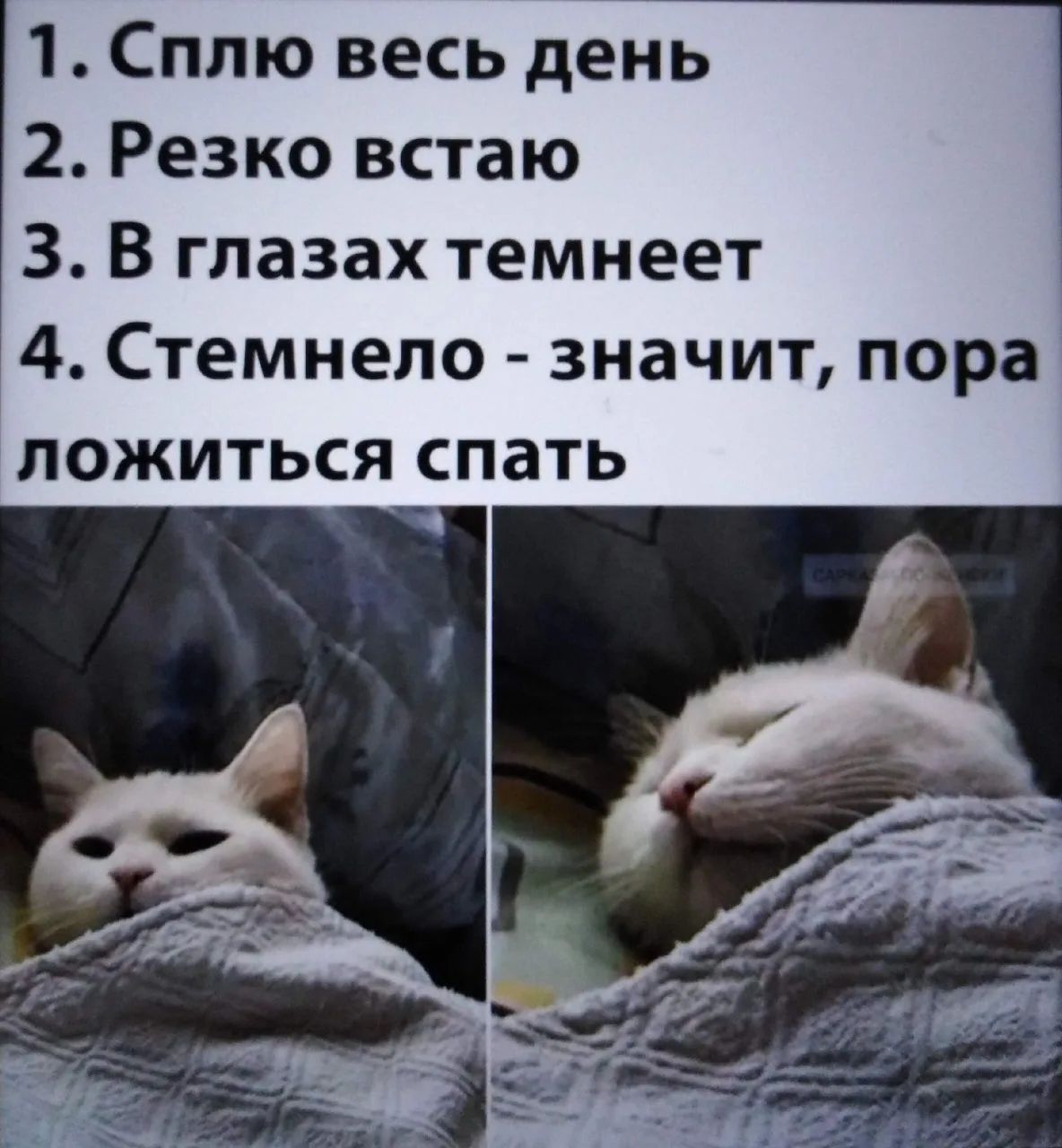 1. Сплю весь день
2. Резко встаю
3. В глазах темнеет
4. Стемнело - значит, пора ложиться спать