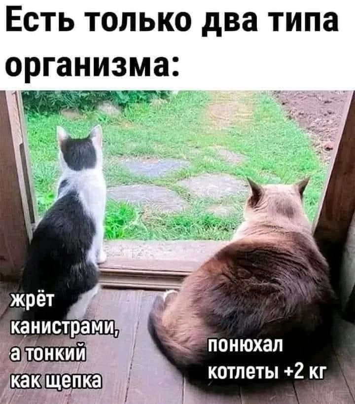 Есть только два типа организма: жрёт канистрами, а тонкий как щепка понюхал котлеты +2 кг