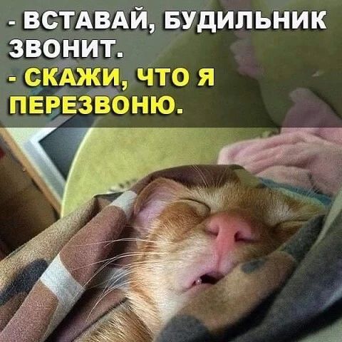 ВСТАВАЙ, БУДИЛЬНИК ЗВОНИТ. СКАЖИ, ЧТО Я ПЕРЕЗВОНЮ.