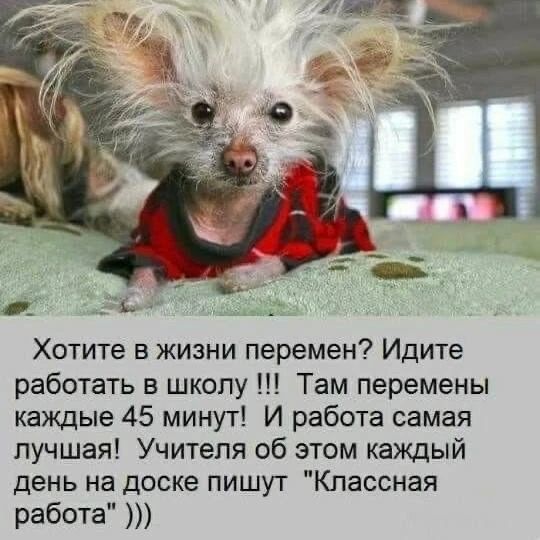 Хотите в жизни перемен? Идите работать в школу !!! Там перемены каждые 45 минут! И работа самая лучшая! Учителя об этом каждый день на доске пишут 