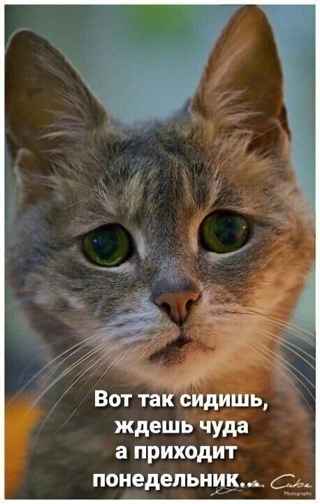 Вот так сидишь, ждешь чуда а приходит понедельник.