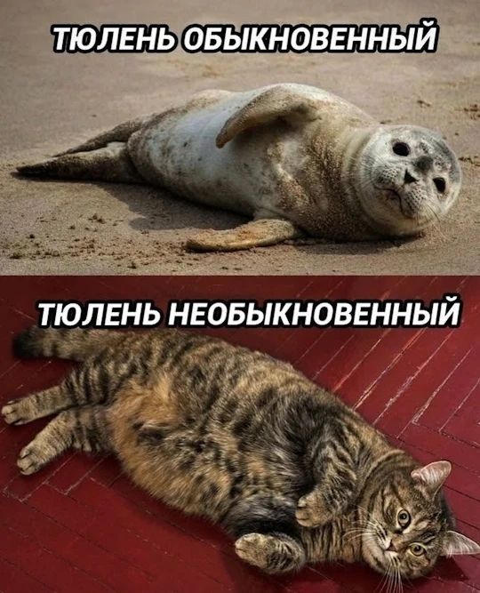 ТЮЛЕНЬ ОБЫКНОВЕННЫЙ ТЮЛЕНЬ НЕОБЫКНОВЕННЫЙ