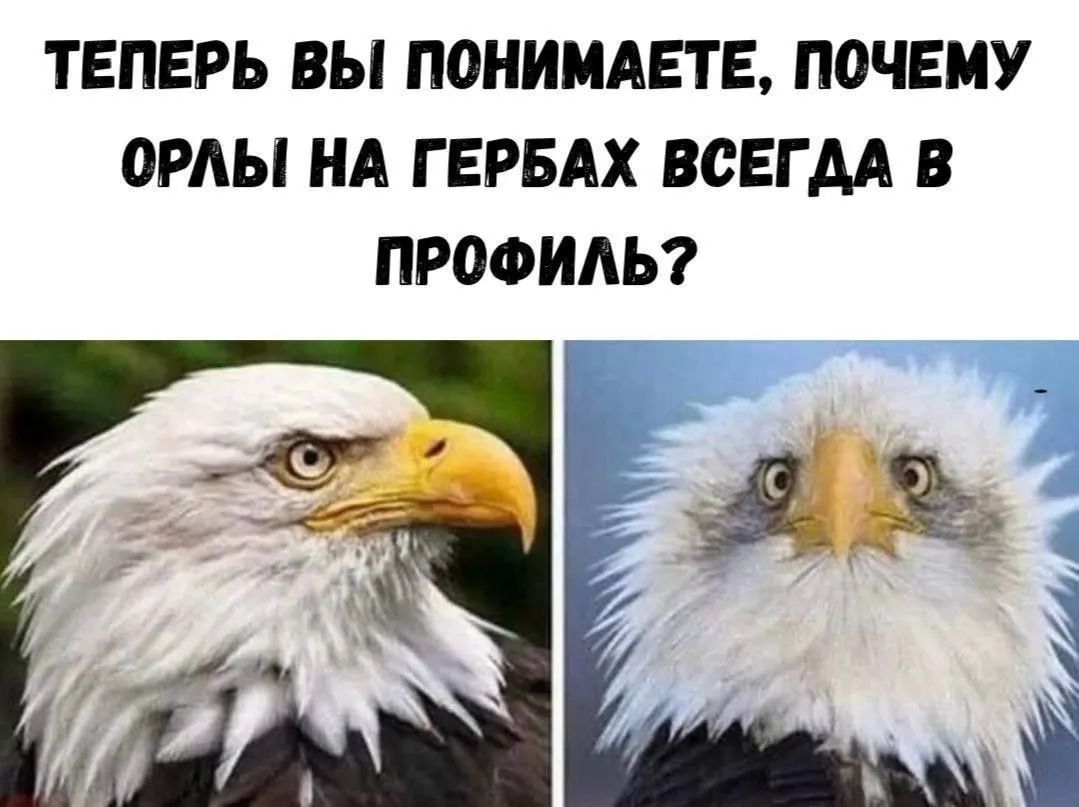 ТЕПЕРЬ ВЫ ПОНИМАЕТЕ, ПОЧЕМУ ОРЛЫ НА ГЕРБАХ ВСЕГДА В ПРОФИЛЬ?