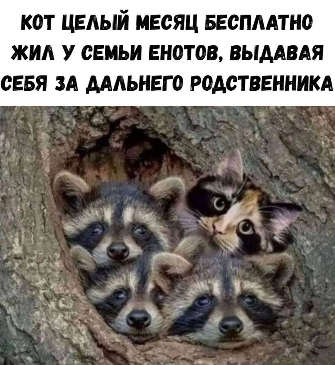 КОТ ЦЕЛЫЙ МЕСЯЦ БЕСПЛАТНО ЖИЛ У СЕМЬИ ЕНОТОВ, ВЫДАВАЯ СЕБЯ ЗА ДАЛЬНЕГО РОДСТВЕННИКА