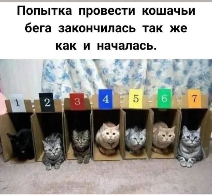 Попытка провести кошачьи бега закончилась так же как и началась.