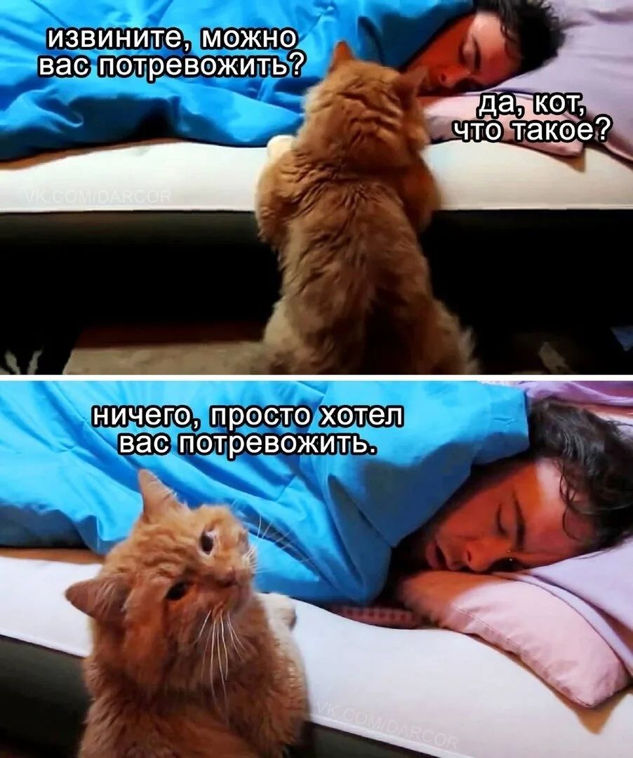 извините, можно вас потревожить? да, кот, что такое? ничего, просто хотел вас потревожить.