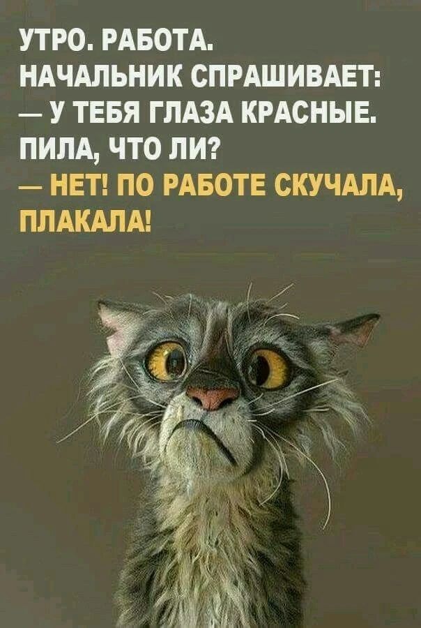 УТРО. РАБОТА. НАЧАЛЬНИК СПРАШИВАЕТ: — У ТЕБЯ ГЛАЗА КРАСНЫЕ. ПИЛА, ЧТО ЛИ? — НЕТ! ПО РАБОТЕ СКУЧАЛА, ПЛАКАЛА!