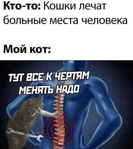 Кто-то: Кошки лечат больные места человека. Мой кот: Тут все к чертям менять надо.