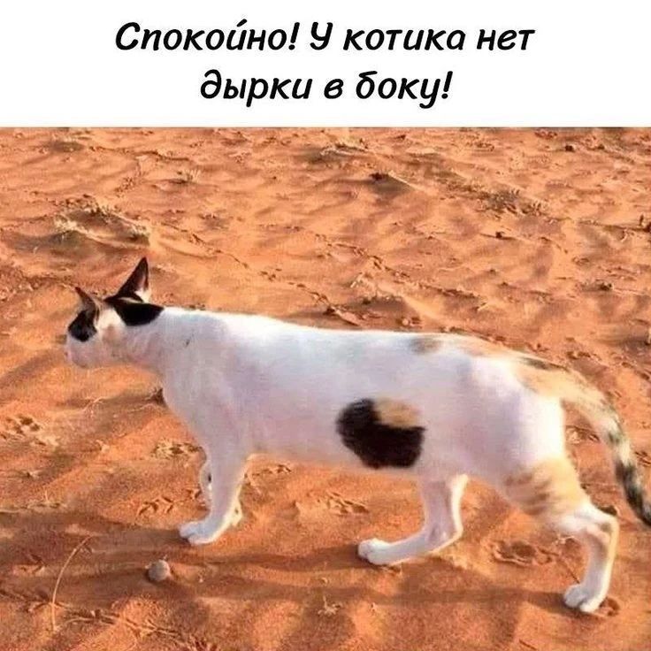 Спокойно! У котика нет дырки в боку!