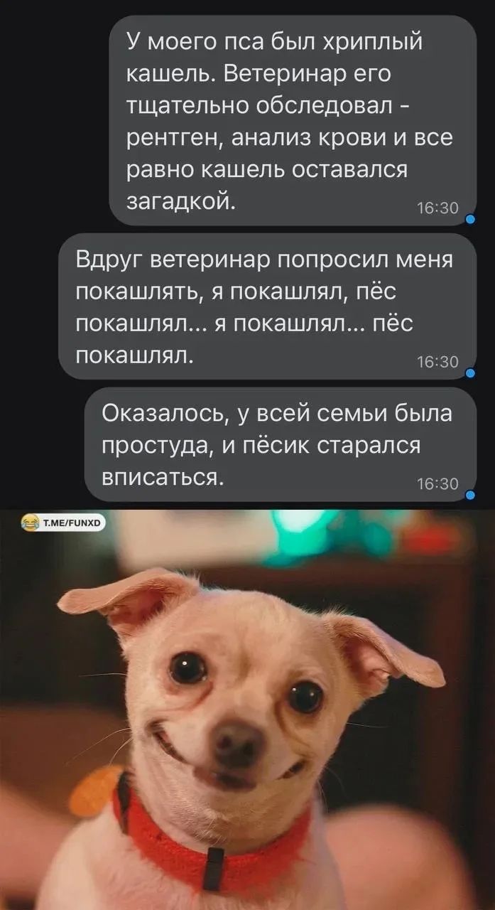 У моего пса был хриплый кашель. Ветеринар его тщательно обследовал - рентген, анализ крови и все равно кашель оставался загадкой. Вдруг ветеринар попросил меня покашлять, я покашлял, пёс покашлял... я покашлял... пёс покашлял. Оказалось, у всей семьи была простуда, и пёсик старался вписаться.