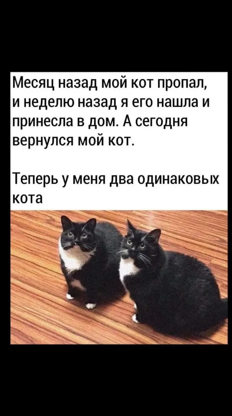 Месяц назад мой кот пропал, и неделю назад я его нашла и принесла в дом. А сегодня вернулся мой кот. Теперь у меня два одинаковых кота