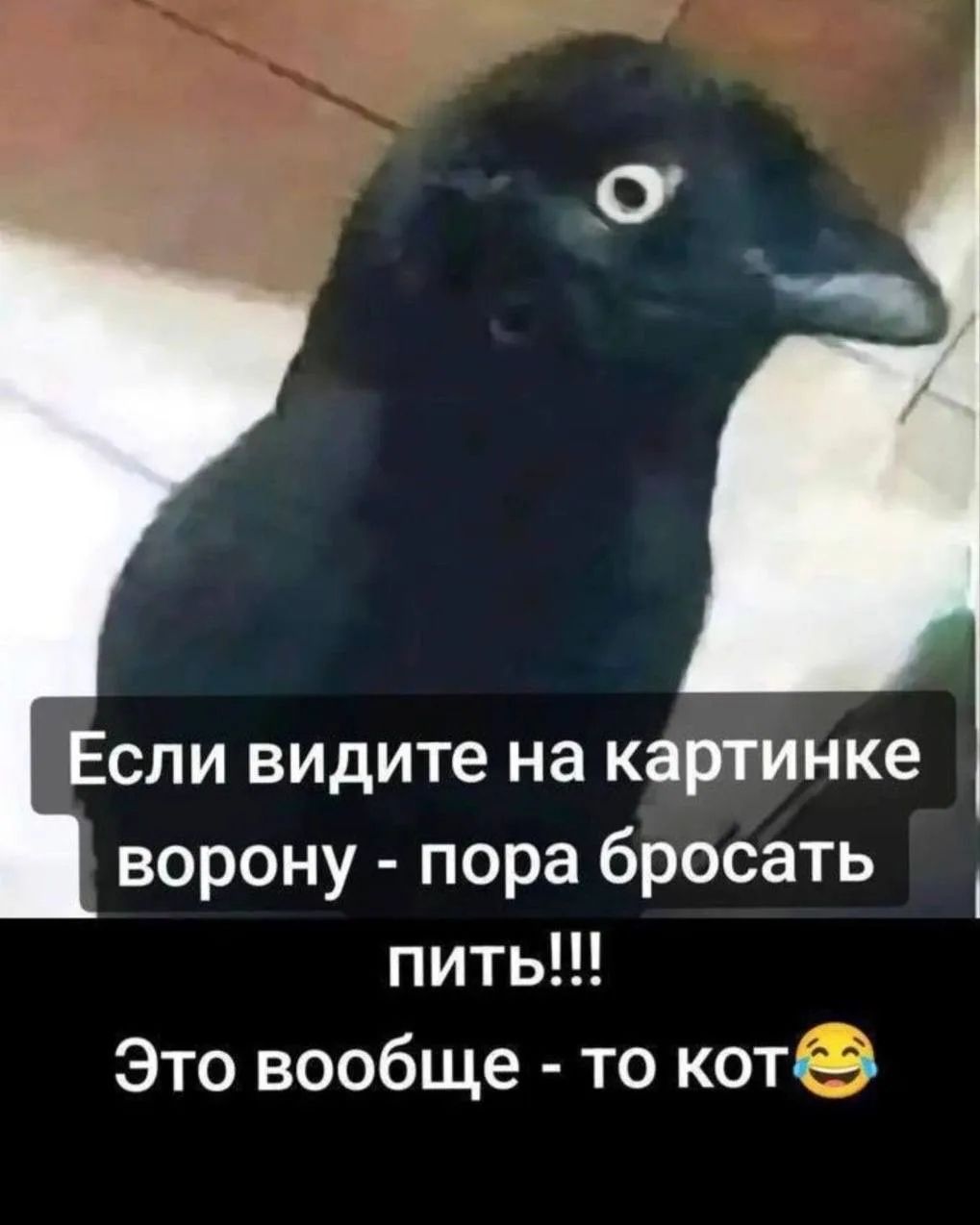 Если видите на картинке ворону - пора бросать пить!!! Это вообще - то кот 😂