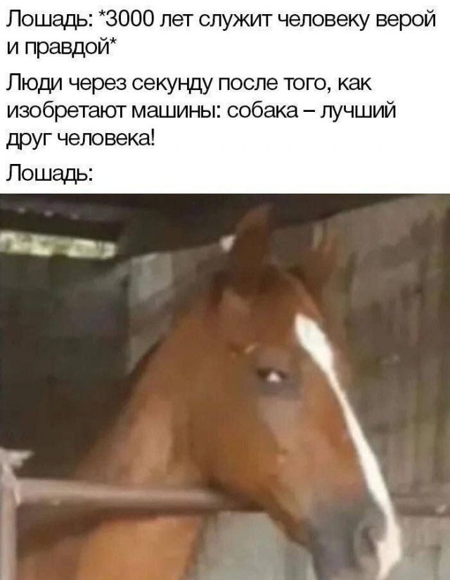 Лошадь: *3000 лет служит человеку верой и правдой* Люди через секунду после того, как изобретяют машины: собака – лучший друг человека! Лошадь: