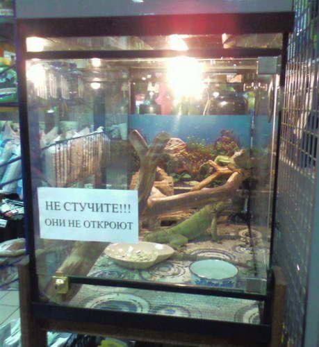 НЕ СТУЧИТЕ!!! они не откроют