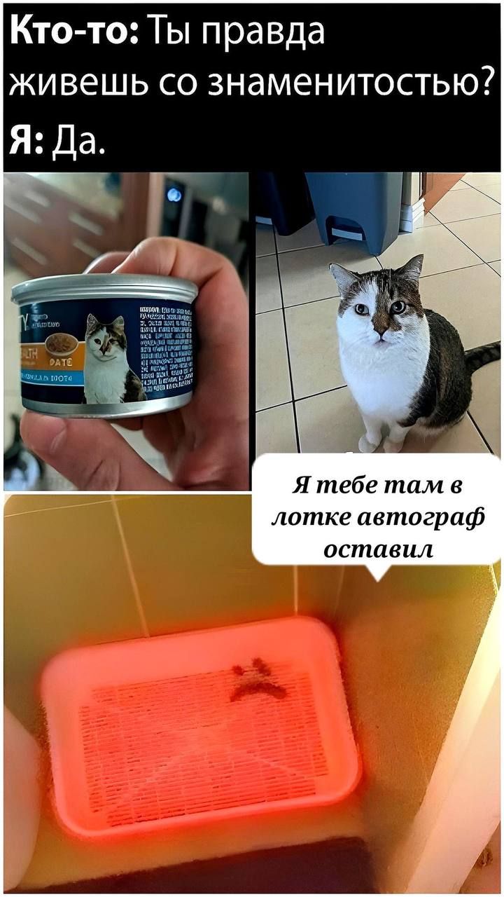 Кто-то: Ты правда живешь со знаменитостью? Я: Да. Я тебе там в лотке автограф оставил