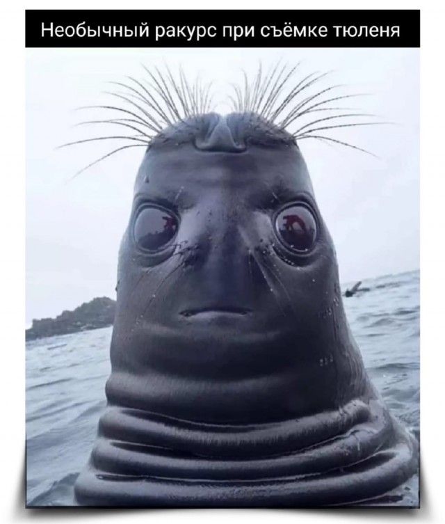 Необычный ракурс при съёмке тюленя