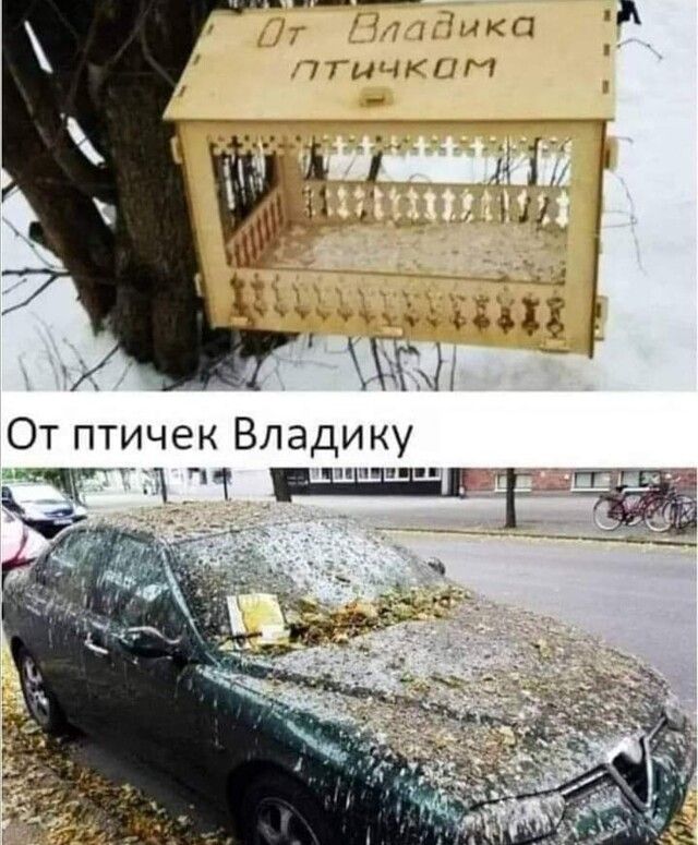 От Владика птикам
От птичек Владик