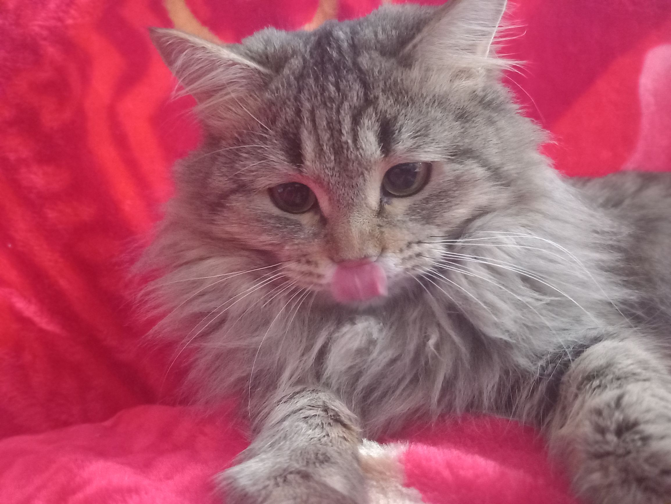 мягкий кот на красном фоне