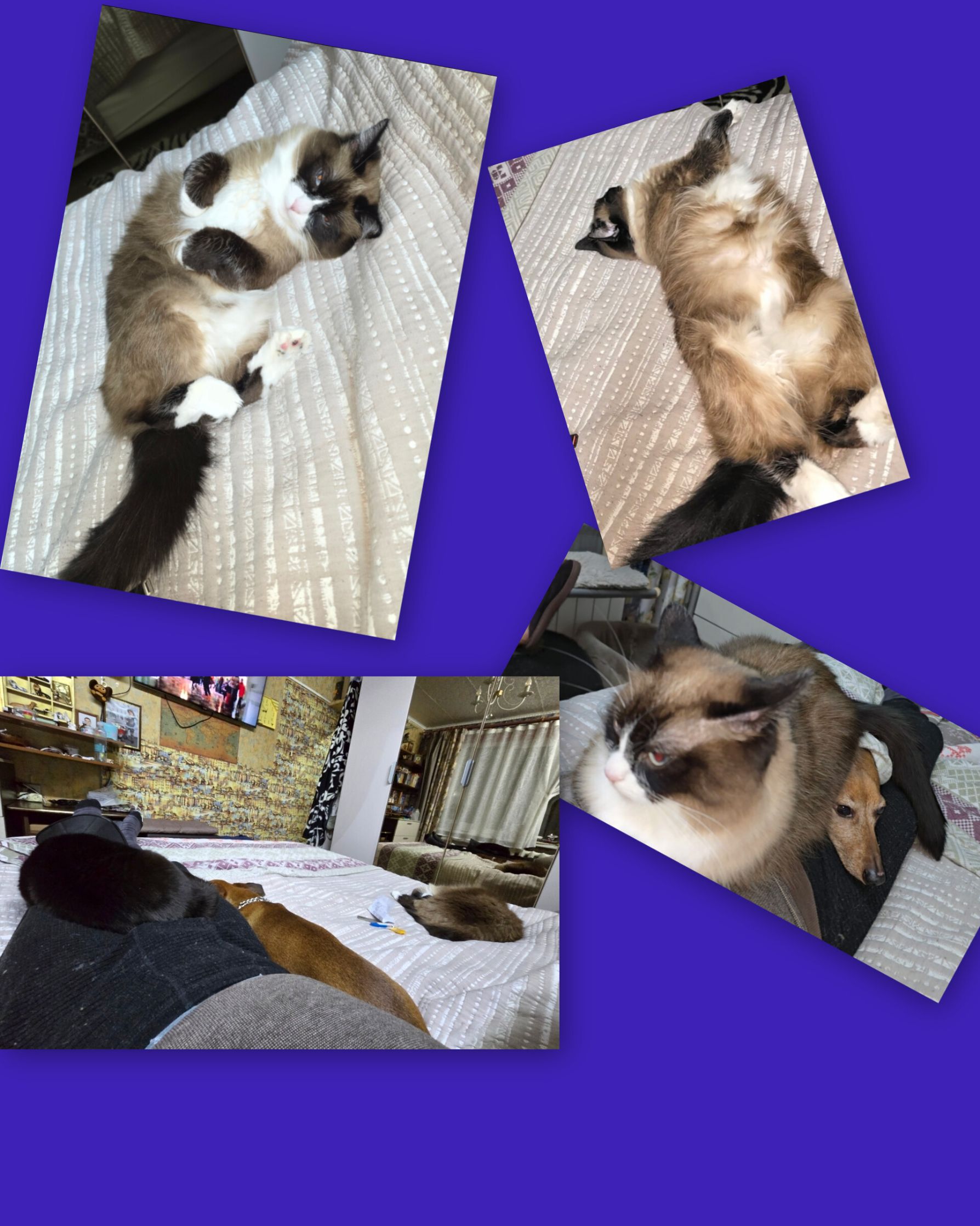 Несколько фото котов на кровати и вокруг неё