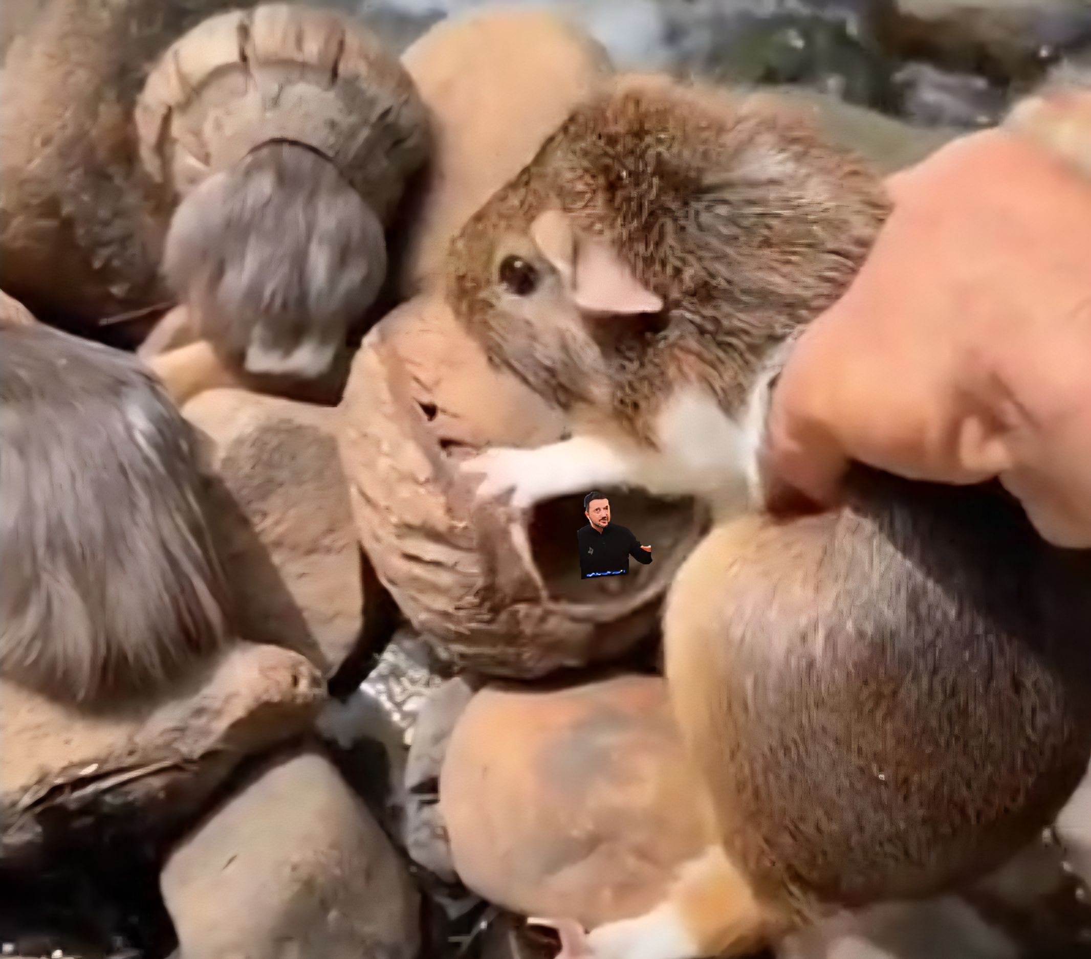 Грызун среди камней и рук человека на фоне орехов