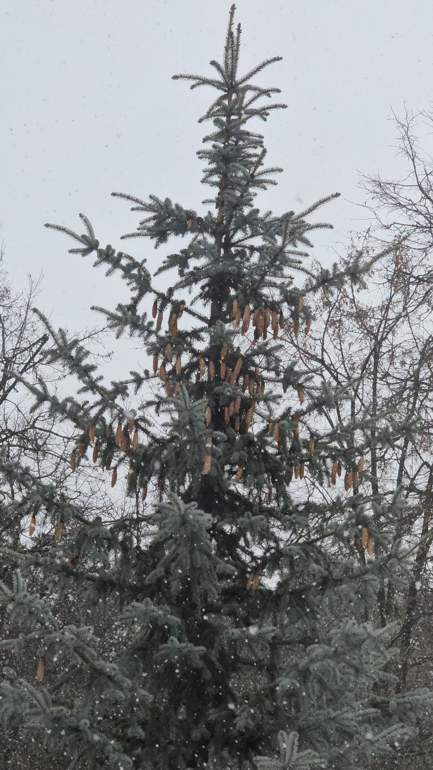 Снеговая ель с висячими шишками на ветвях, зимой.